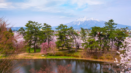 Full bloom Sakura - Cherry Blossom  at Hirosaki park, Japan