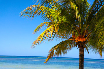Obraz na płótnie Canvas Beach front coconut tree