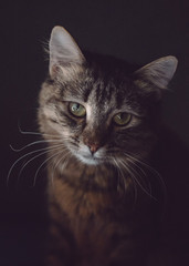 night portrait of tabby kitty