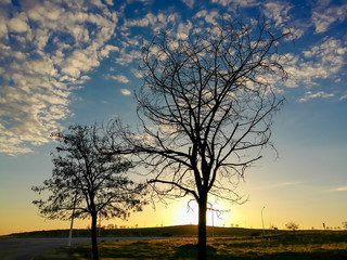 Naklejka premium Árboles y nubes al atardecer en Colmenar Viejo (Madrid)