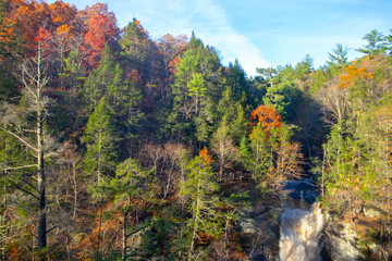 View of the autumn forest