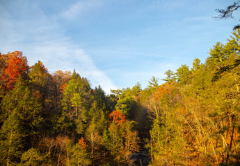 View of the autumn forest