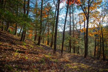 Fototapeta premium Autumn forest