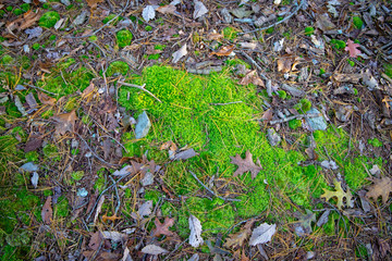 Green moss on the stones