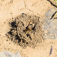 Andrena bee at the entrance to its nest