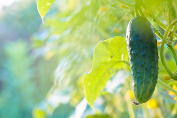 One green ripe cucumber on a bush among the leaves. Cucumber on the background of the garden.