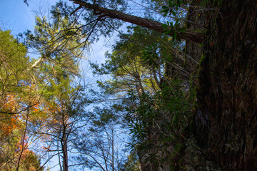 Forest trees