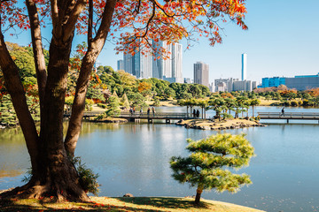 Hamarikyu Gardens pond and autumn maple in Tokyo, Japan
