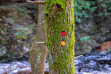 Tags on the tree in the forest 