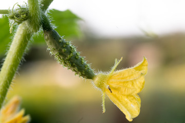 One green ripe cucumber on a bush among the leaves. Cucumber on the background of the garden.