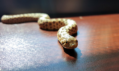 Hognose snake upclose