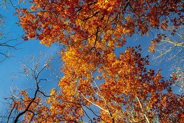 Beautiful autumn trees in the forest