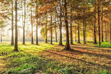 Beautiful autumn forest on a sunny day