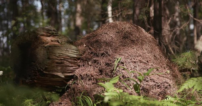 A large anthill is built on a fallen tree, a deep forest on a sunny day