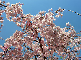 桜と青空