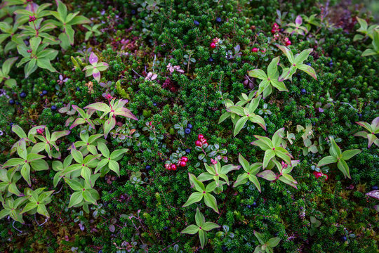 Crowberries and Lingonberries