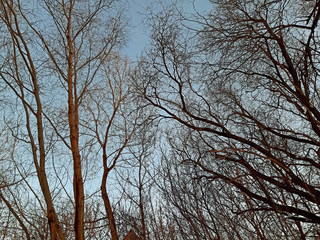 Fototapeta na wymiar A few branches of trees on the clear sky in the winter