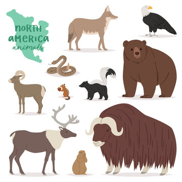 Animal vector animalistic character in forest bear deer elk in America wildlife illustration set of American predator mountain goat isolated on white background