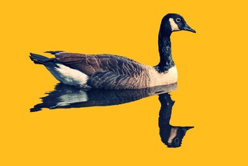 Bird, Canadian Geese, floating with reflection in water.  Background is neon bright orange