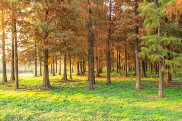 Beautiful autumn forest on a sunny day