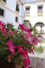 Traditional house and courts with flower in Cordoba, Spain
