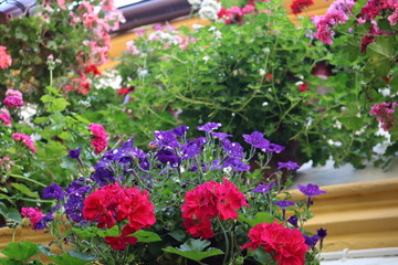 Traditional house and courts with flower in Cordoba, Spain