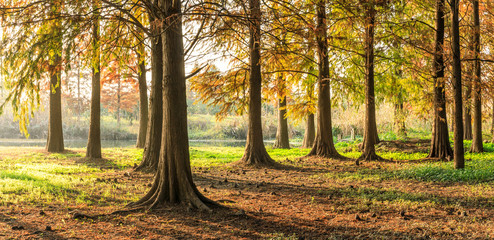 Naklejka na ściany i meble Beautiful autumn forest on a sunny day,panoramic view