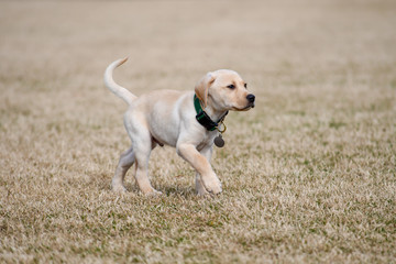 Yellow Lab Puppy Cautiously Walks