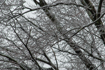 Tree Branches Covered in Ice after Winter Storm Gia