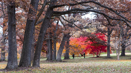 fall color changing leaves at the arboretum