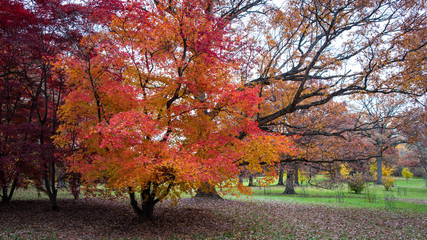 Naklejka premium fall color changing leaves at the arboretum