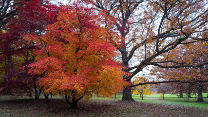 Autumn colors at the arboretum