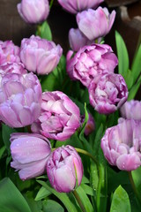 Obraz premium 八重の花弁の紫色のチューリップ