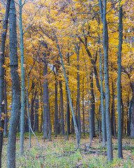 Autumn colors at the arboretum