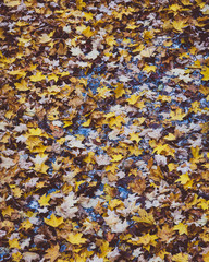 Autumn colors at the arboretum