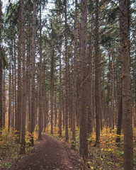 Autumn colors at the arboretum