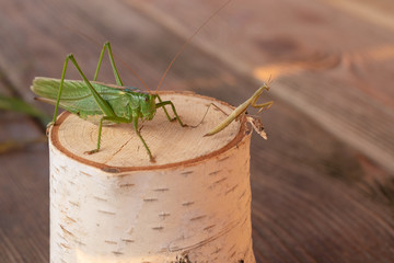 Insects in petting zoo.  The mantis and locust is sitting on a stump