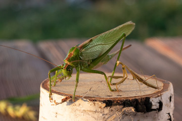 Insects in petting zoo.  The mantis and locust is sitting on a stump