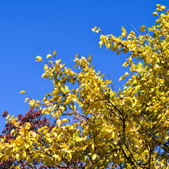 Color  leaves of cotinus coggygria and apricot