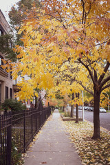 changing autumn colors on neighborhood city streets