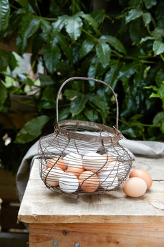 Farm Eggs in wire basket with Dogwoods