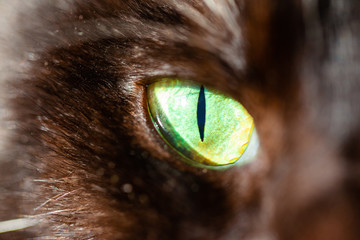 green cat eye with narrow pupil, macro