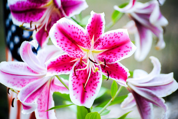 Fototapeta premium Beautiful Lilly in a garden