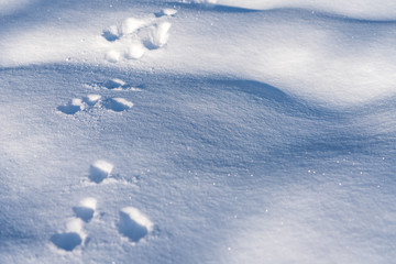 Hasenspuren im Schnee
