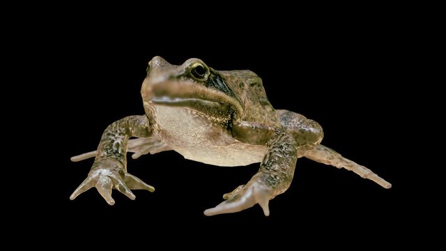 Frog Loop Animation Alpha Channel