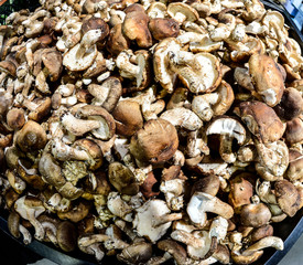 Mushrooms in the natural environment