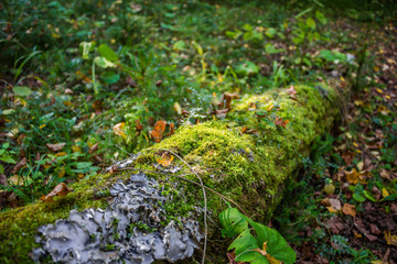 Green moss on a fallen tree in the forest
