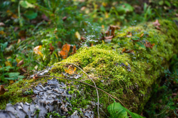 Green moss on a fallen tree in the forest
