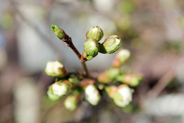 The closeup view of cherry blossoms in the spring