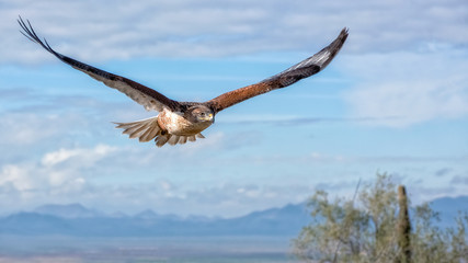 Ferruginous Hawk in Flight with Mountains and Sky as Background